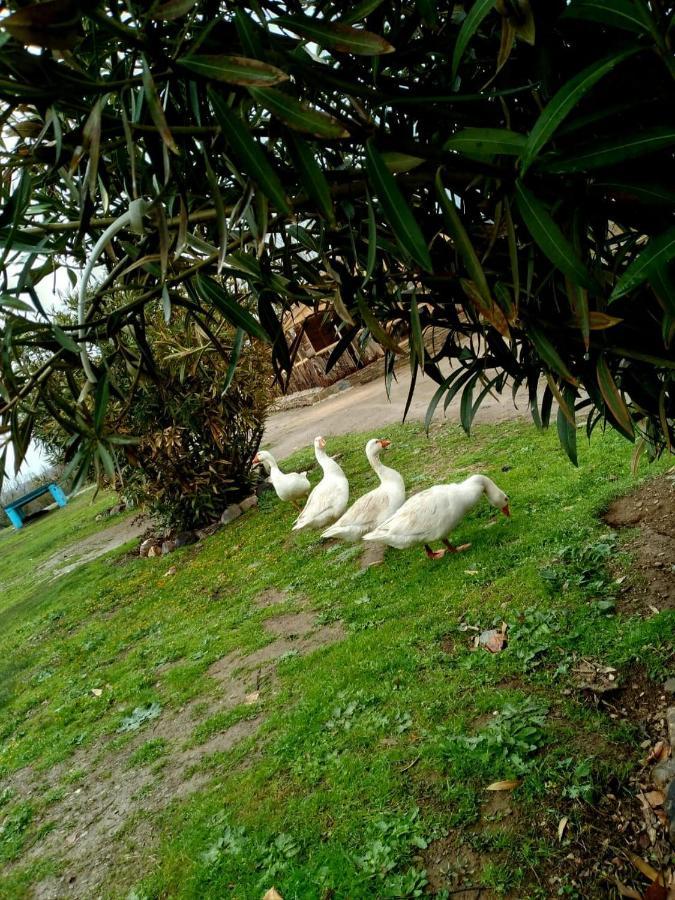 Ferme D'Hote La Vallee Azrou Exteriör bild